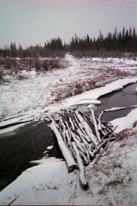A sketchy bridge on the Iditarod trail past Rohn